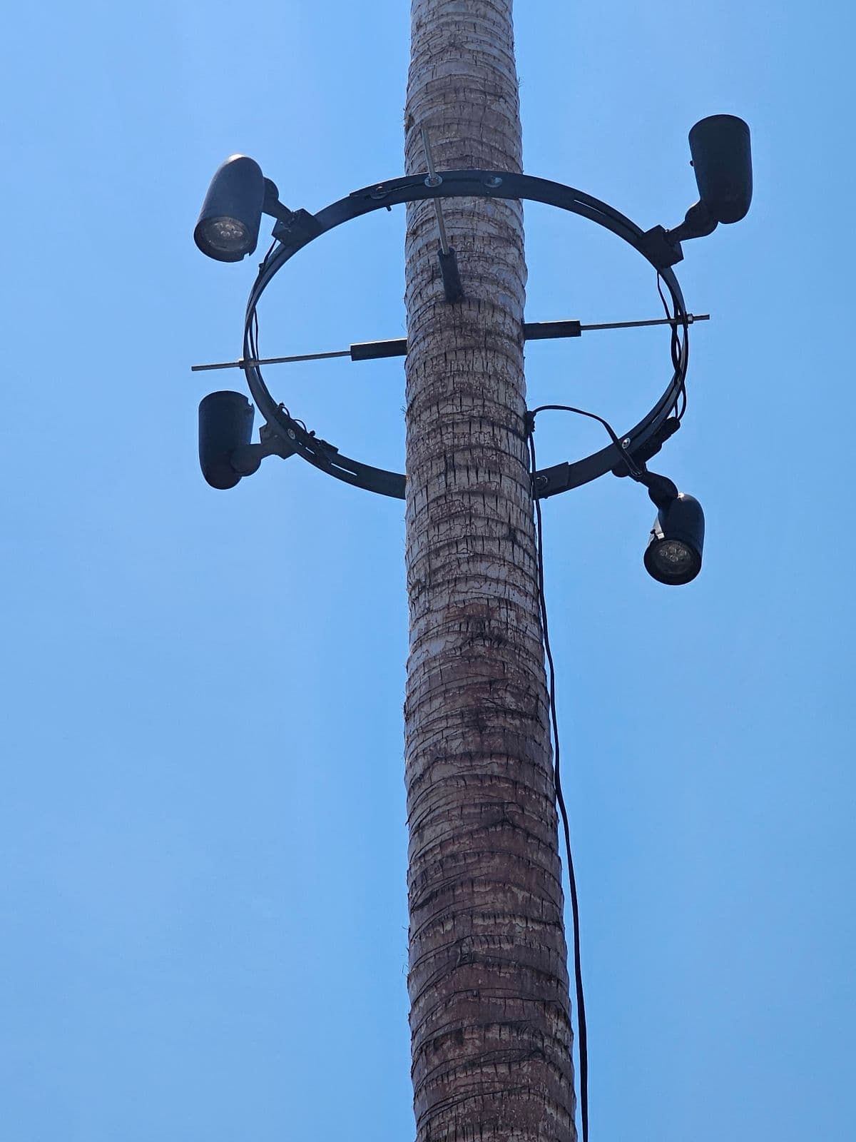 Eco Friendly Palm Tree Lighting Installation image